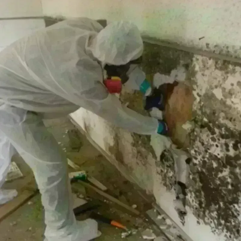 Mold Remediation and Removal in Buffalo, WV